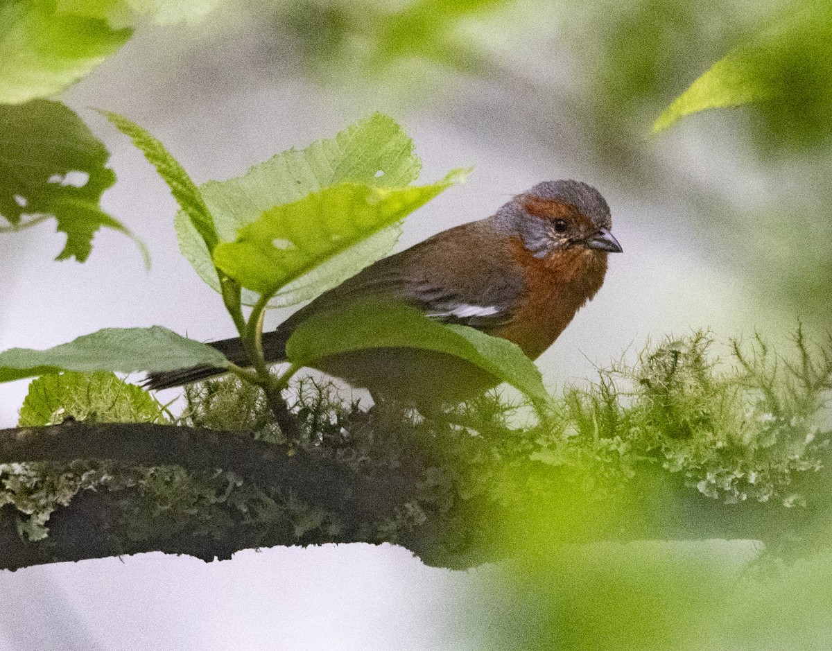 Rusty-browed Warbling Finch - ML645222500