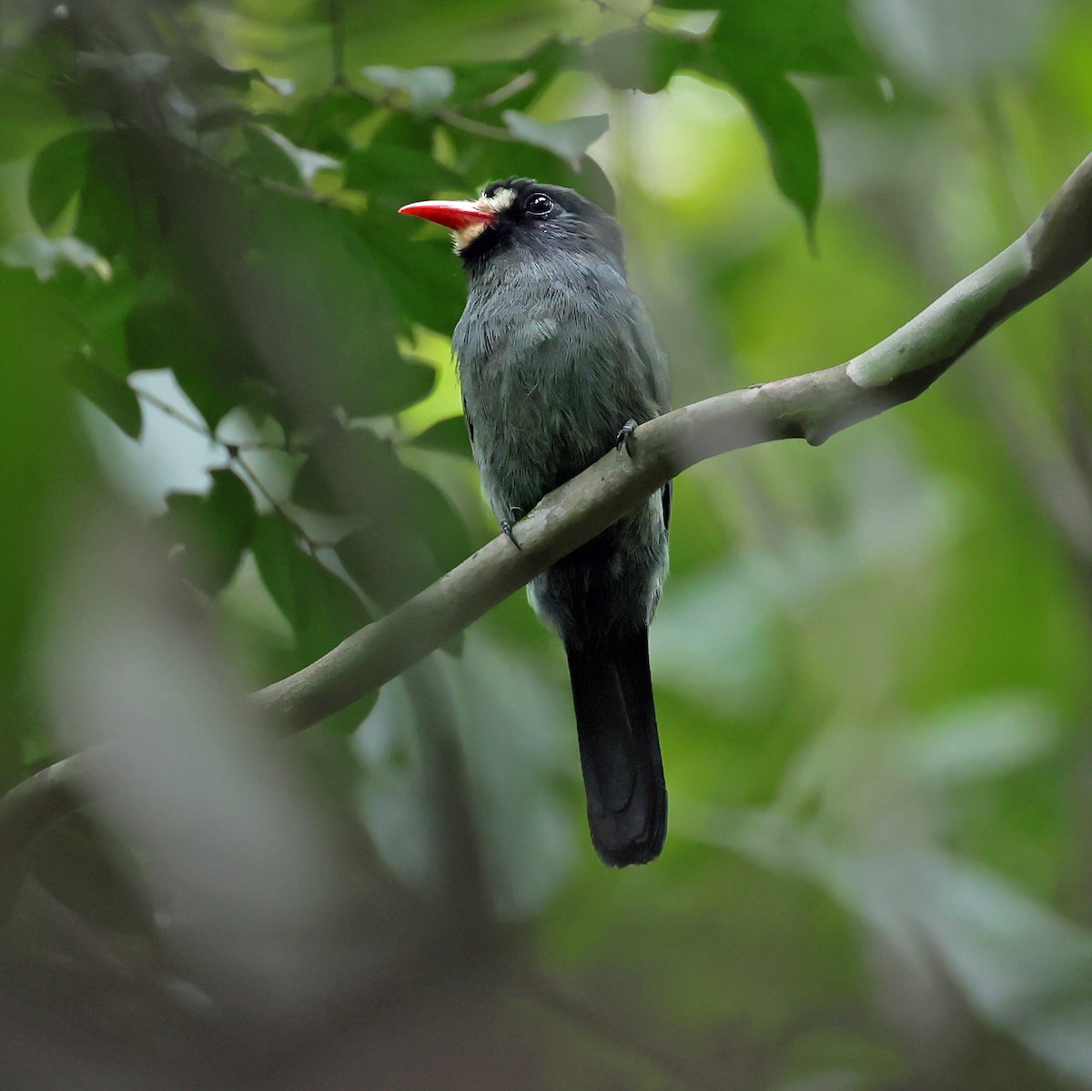 White-fronted Nunbird - ML645222534