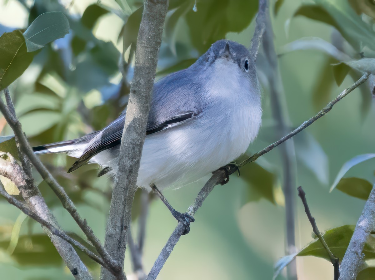 Blue-gray Gnatcatcher - ML645222537