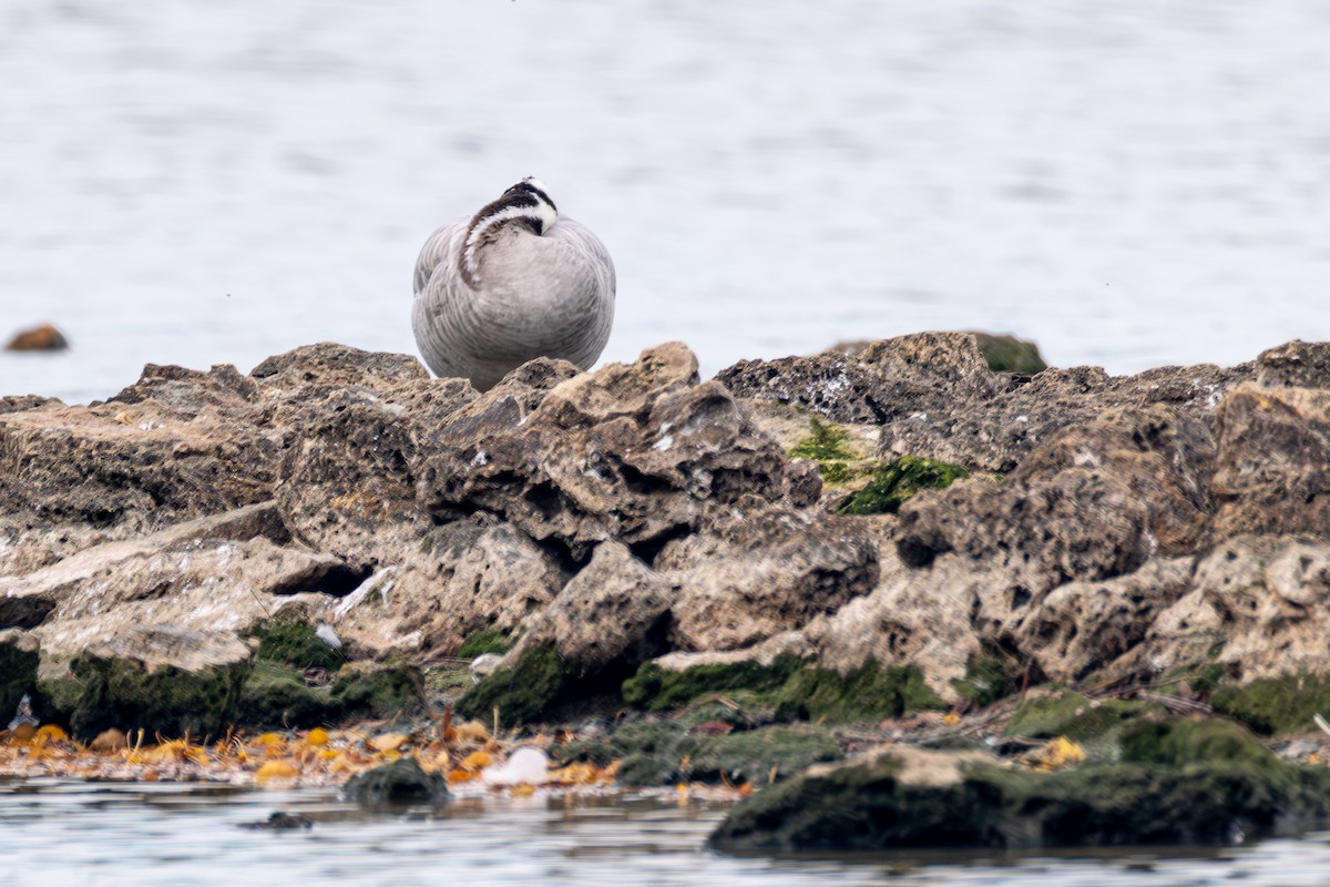 Гуска гірська - ML645222556