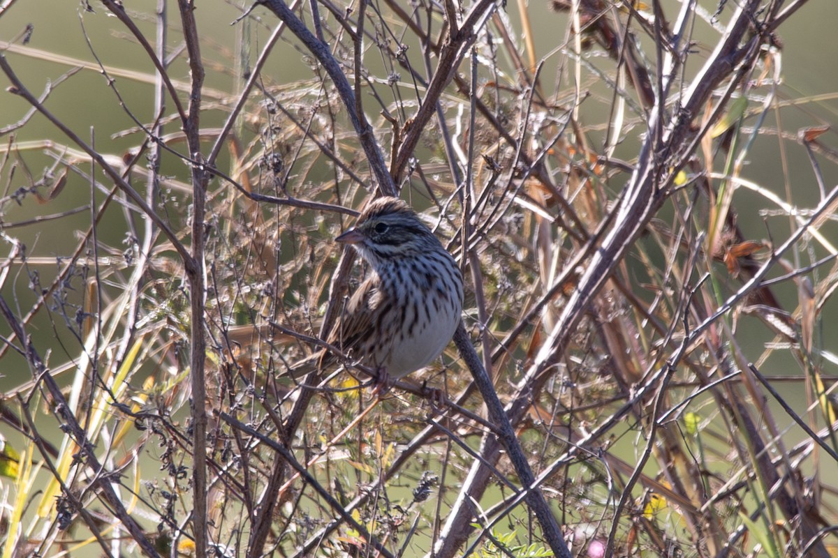 Savannah Sparrow - ML645222560