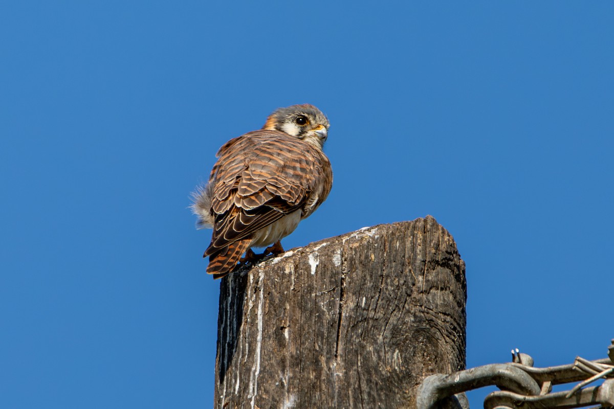 American Kestrel - ML645222564