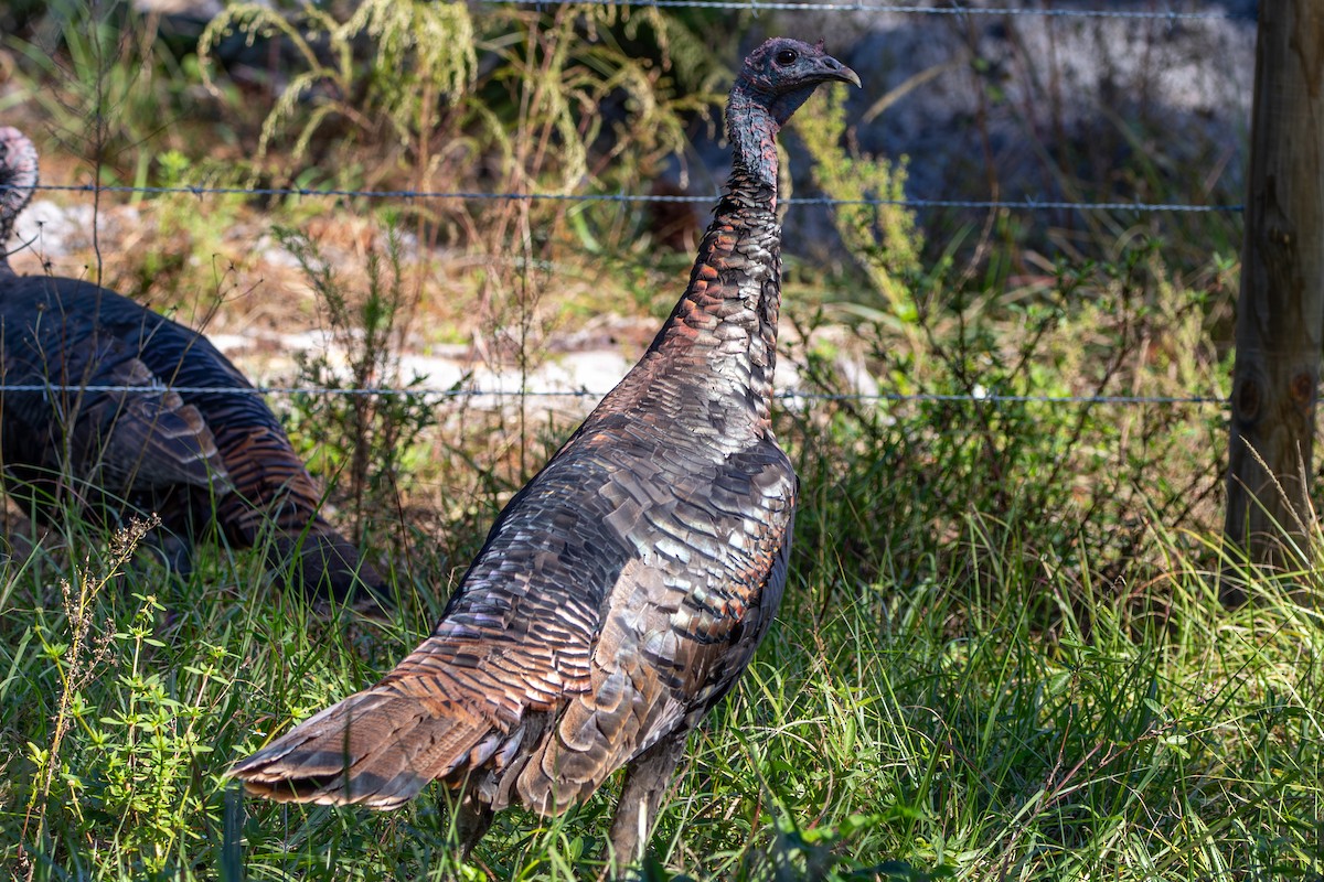 Wild Turkey - ML645222567