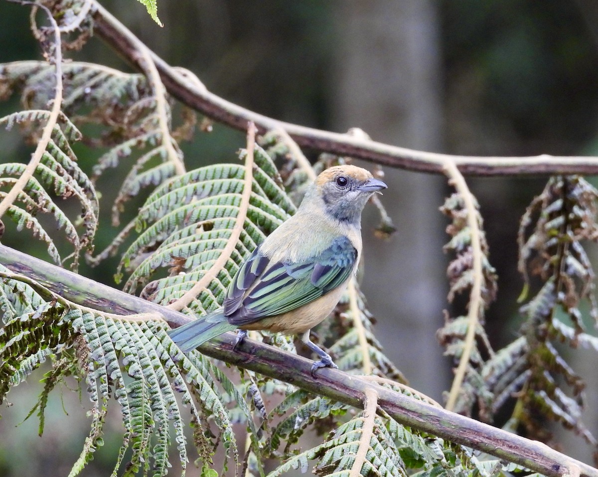 Burnished-buff Tanager - ML645222568
