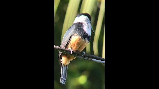 Buff-bellied Puffbird - ML645222575