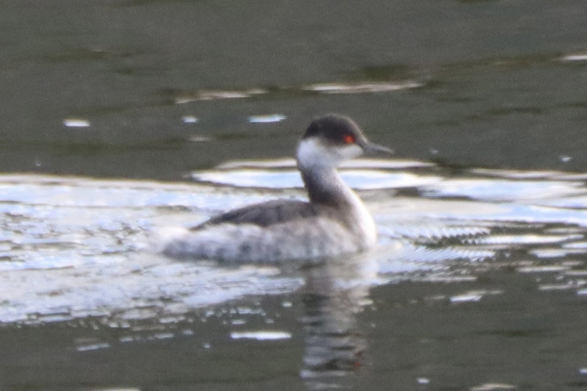 potápka černokrká - ML645222578