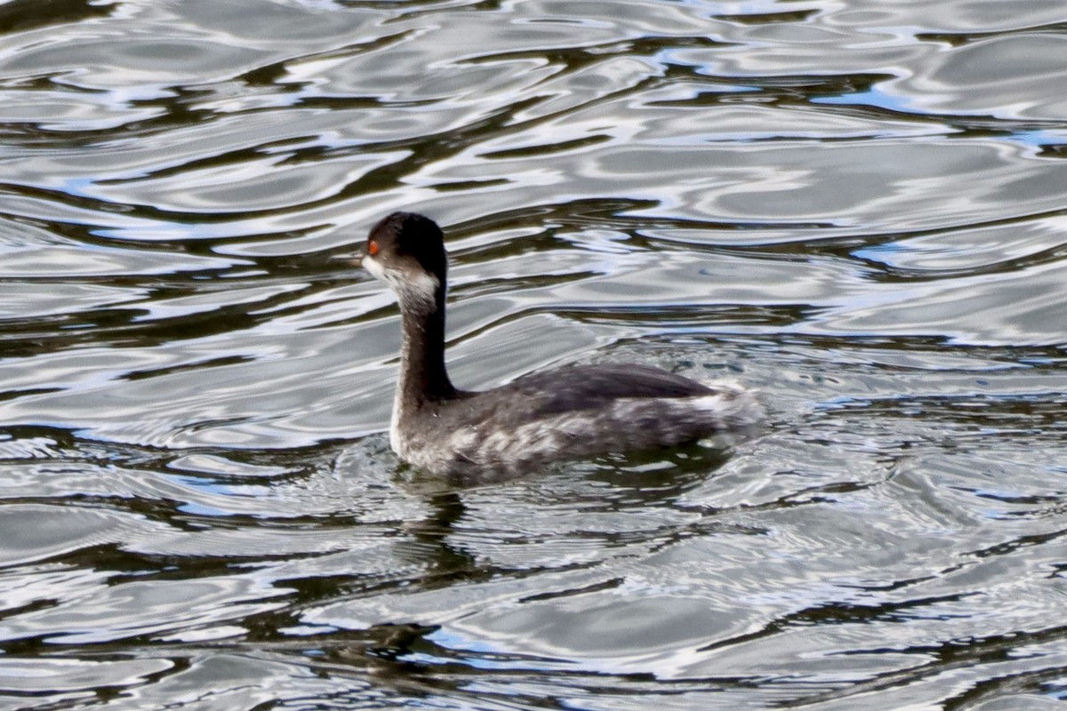 potápka černokrká - ML645222579