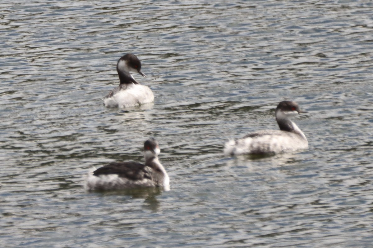 potápka černokrká - ML645222580