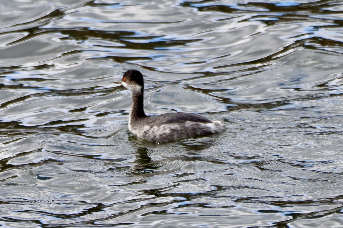 potápka černokrká - ML645222581