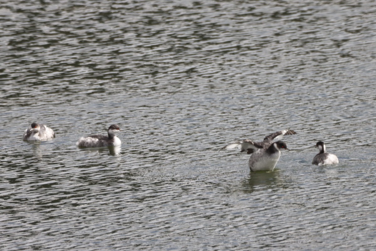 potápka černokrká - ML645222582