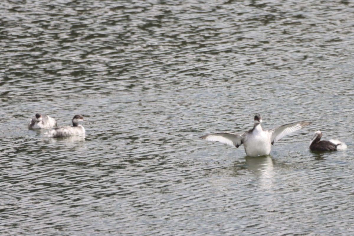 potápka černokrká - ML645222583