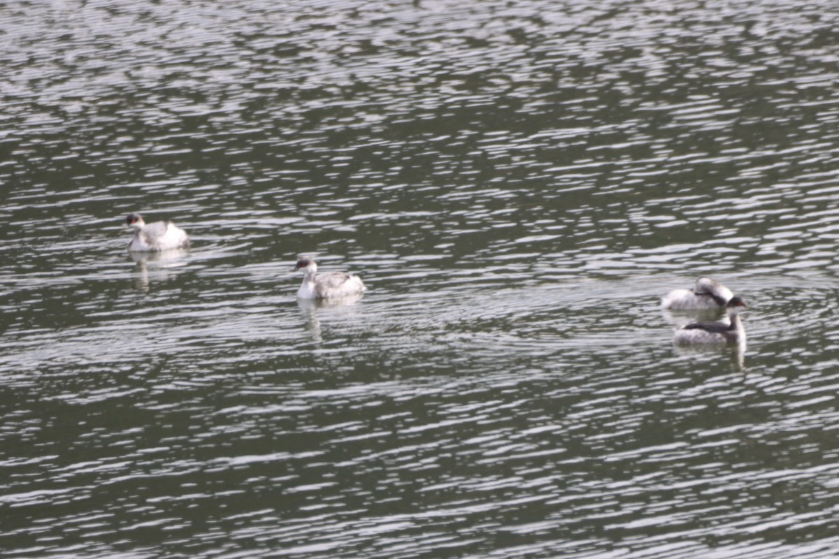 potápka černokrká - ML645222584