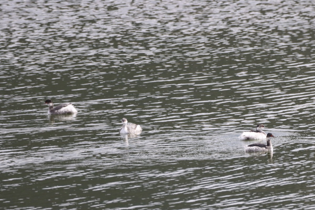 potápka černokrká - ML645222585