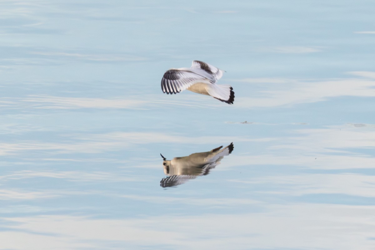 Little Gull - ML645222590