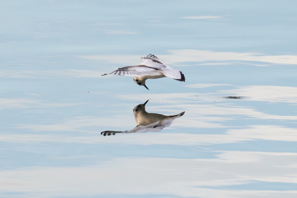 Little Gull - ML645222591