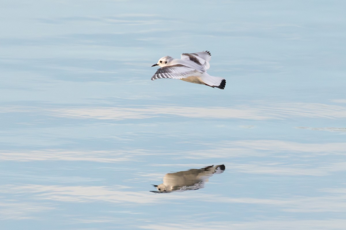 Little Gull - ML645222592