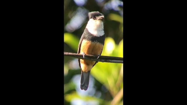 Buff-bellied Puffbird - ML645222593
