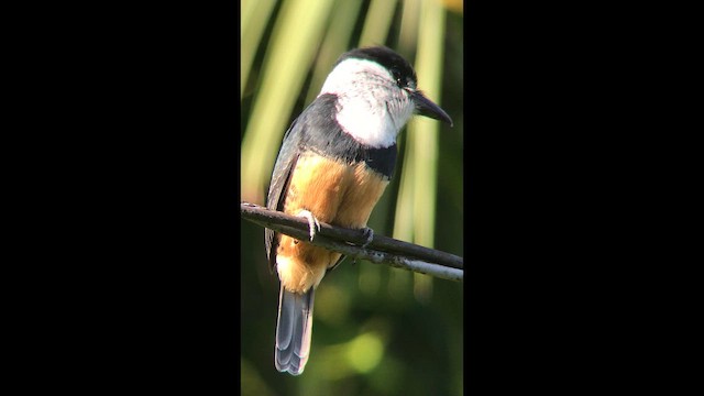 Buff-bellied Puffbird - ML645222594