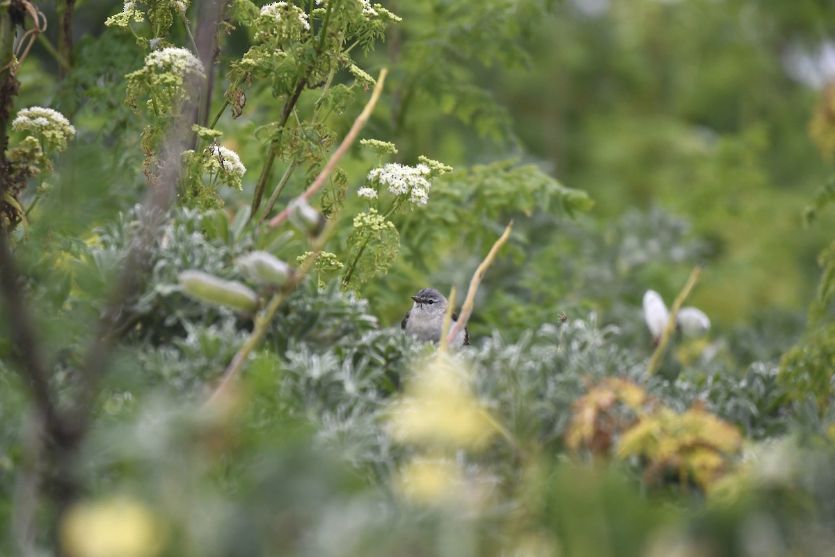 Tennessee Warbler - ML645222595