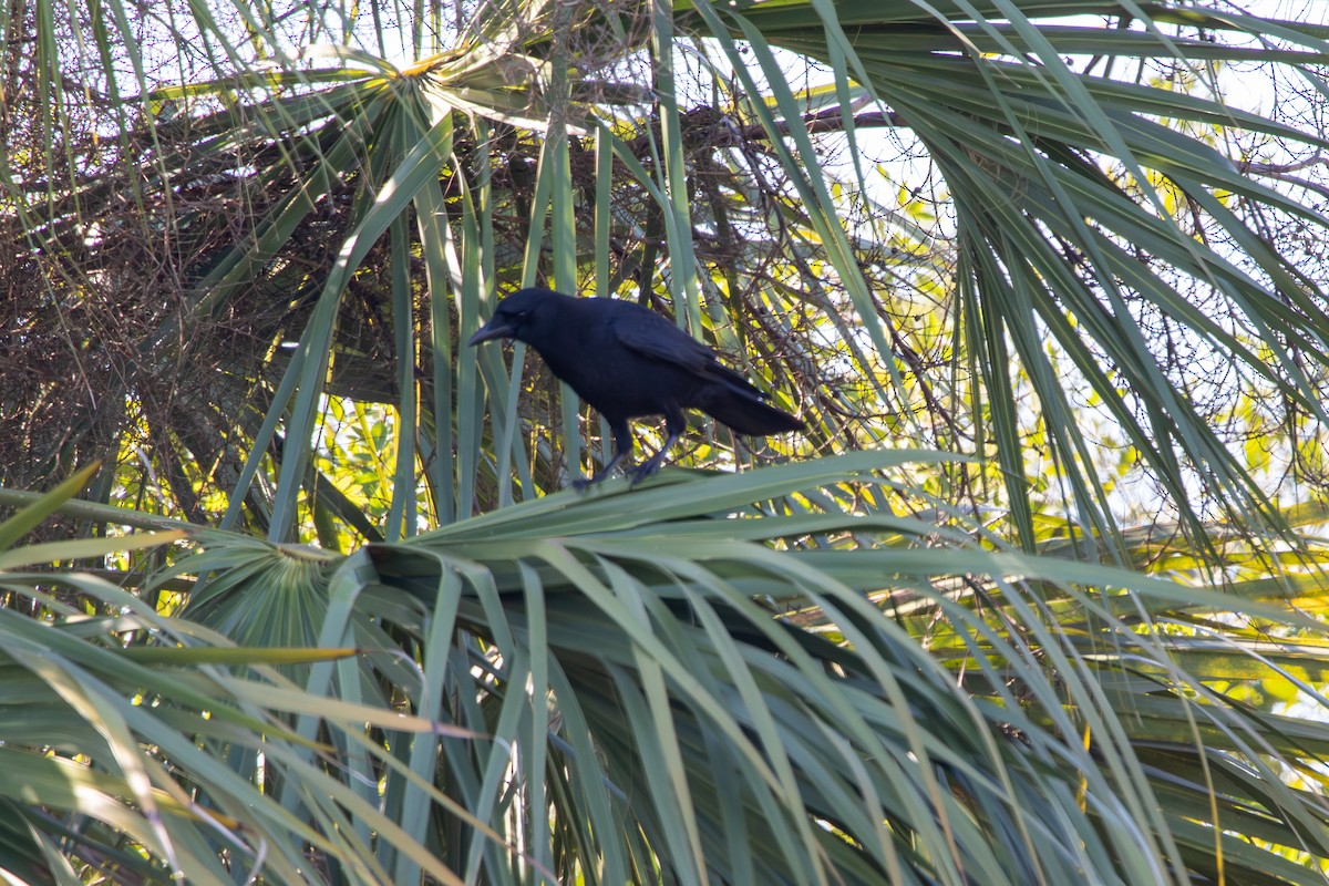 American Crow - ML645222605