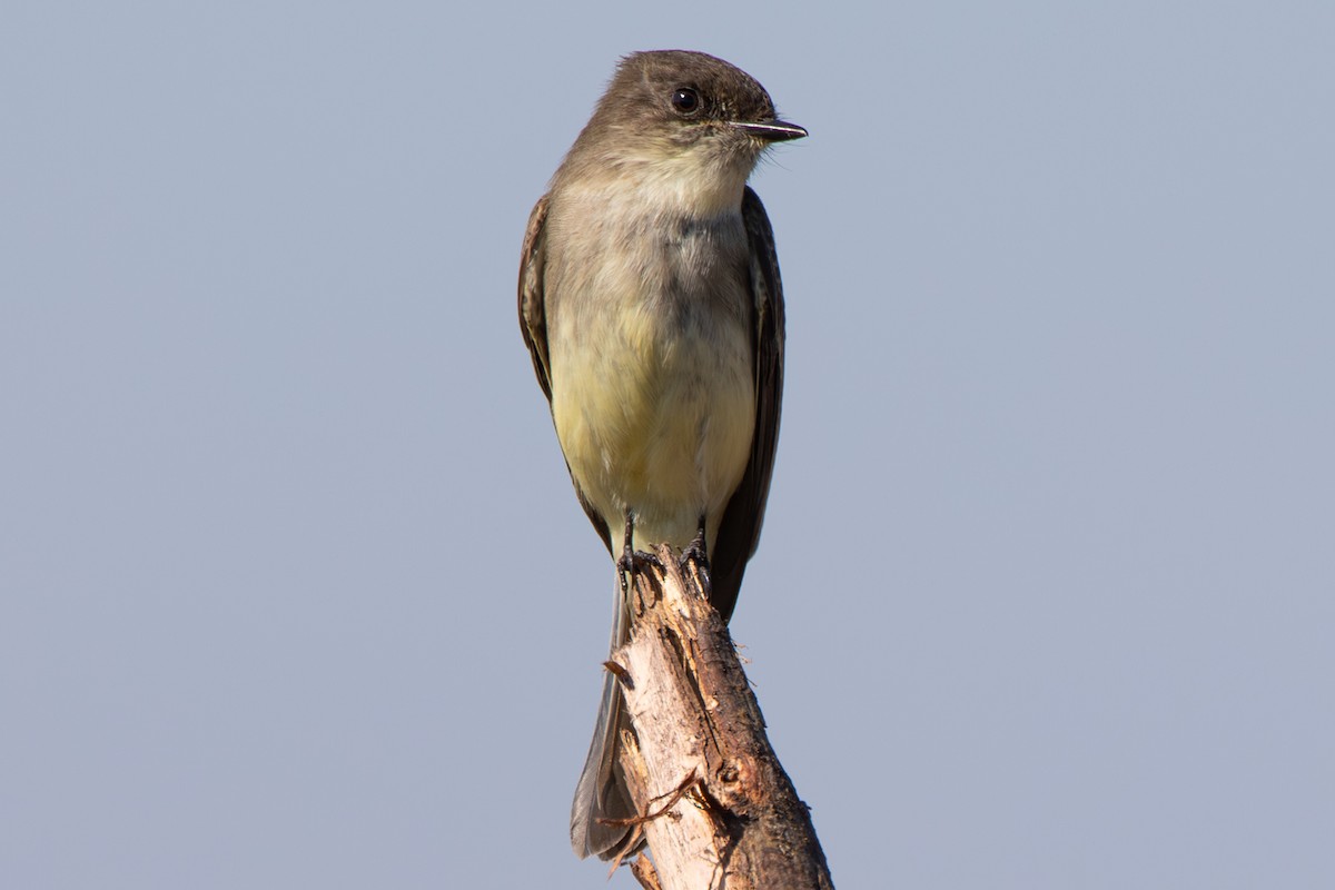 Eastern Phoebe - ML645222607