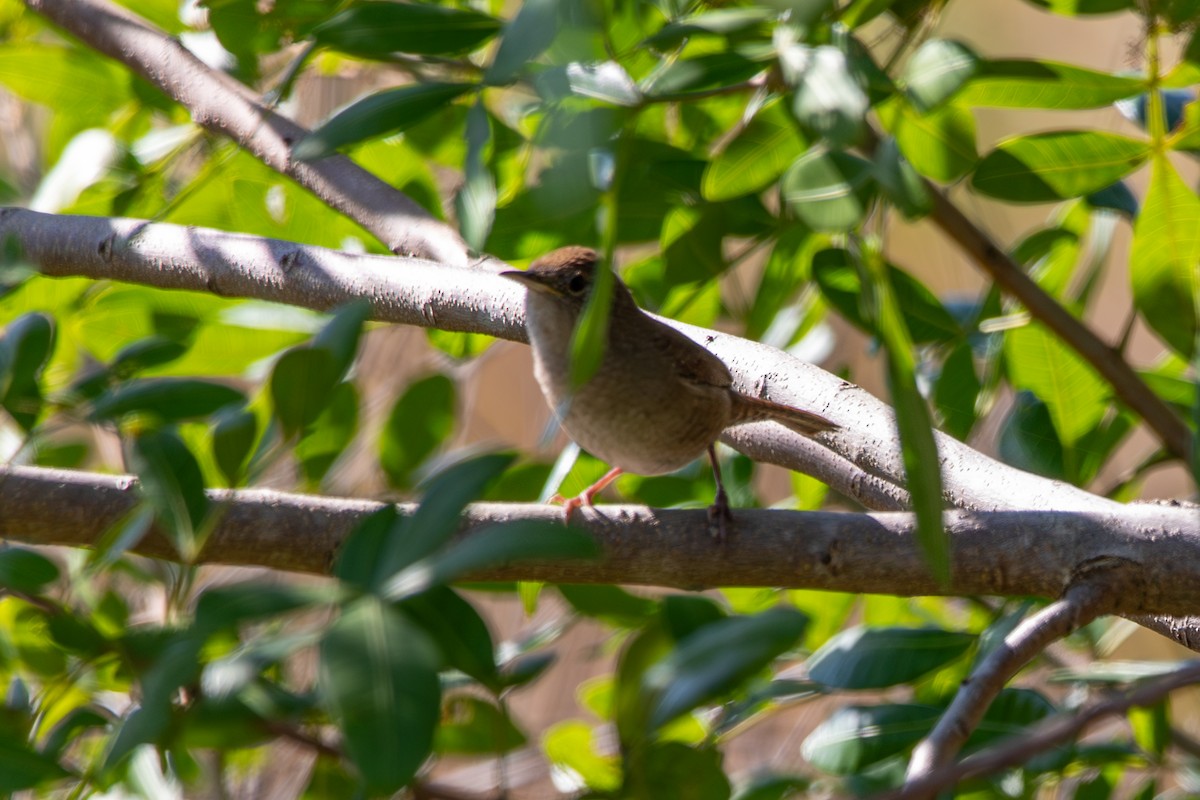 Northern House Wren - ML645222613