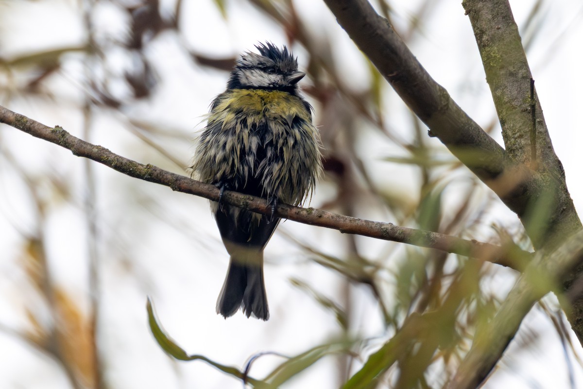 Eurasian Blue Tit - ML645222614