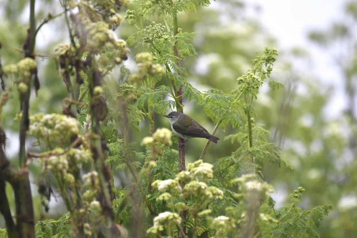 Tennessee Warbler - ML645222620
