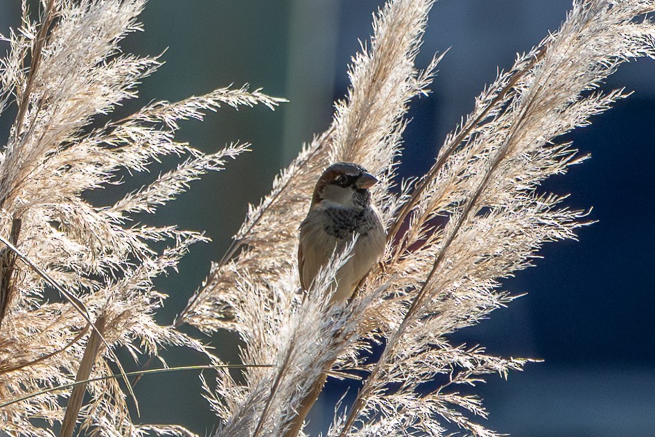 House Sparrow - ML645222624