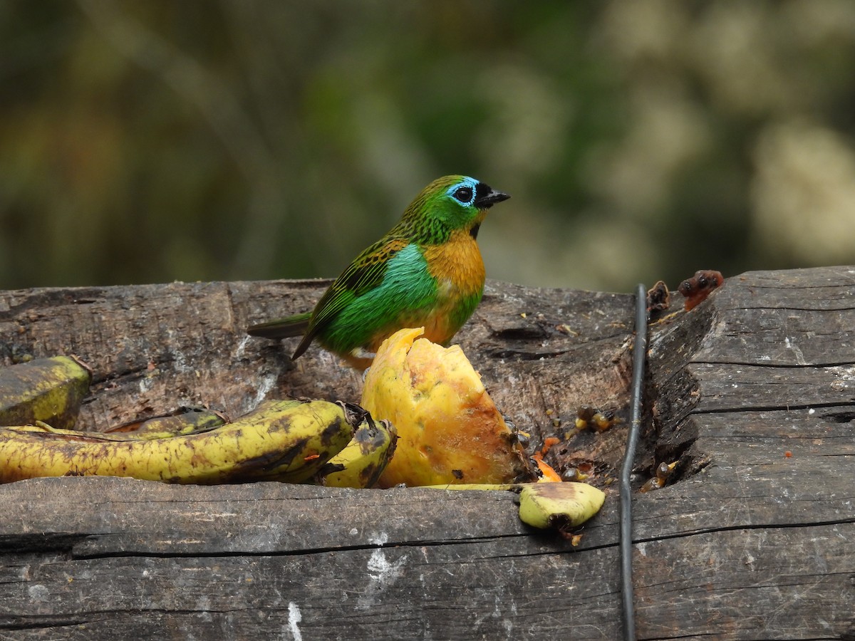 Brassy-breasted Tanager - ML645222625