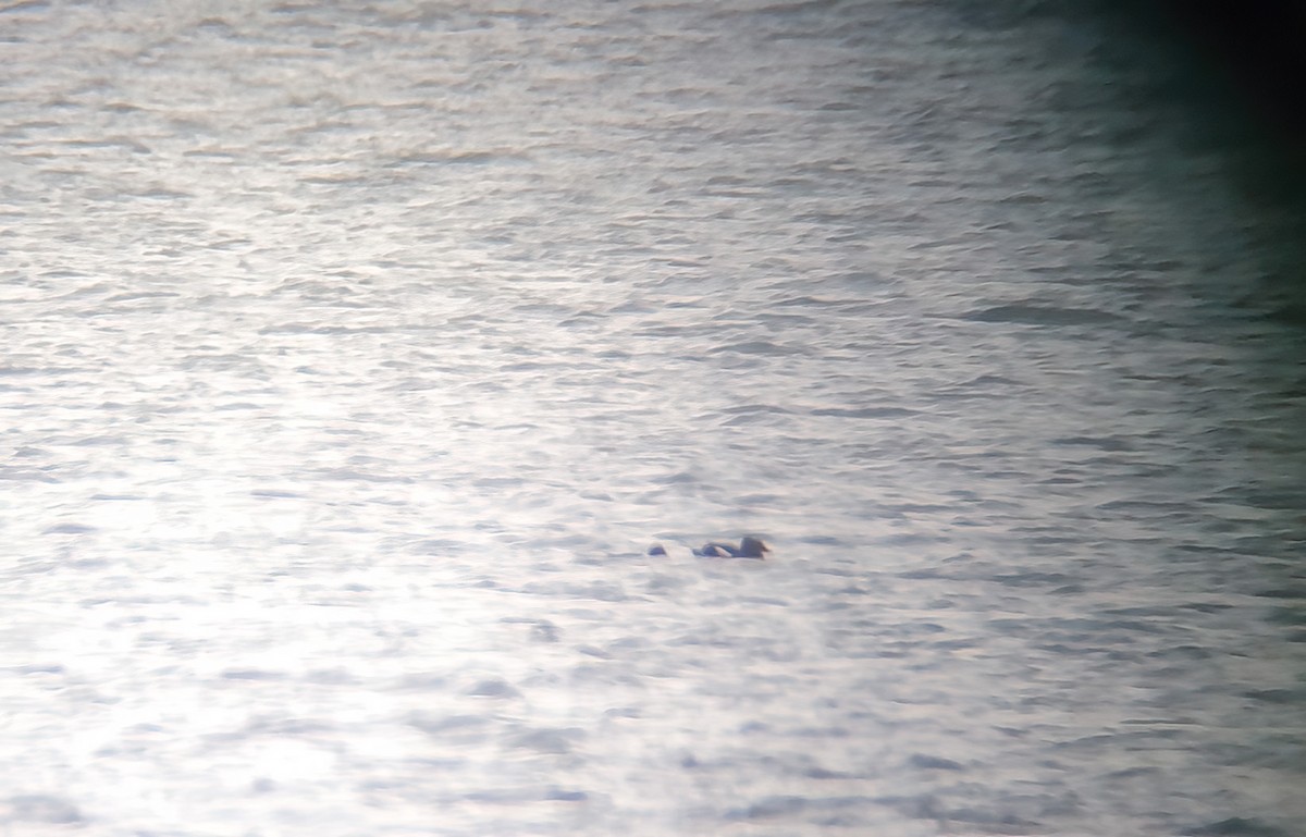 turpan kanadský - ML645222627