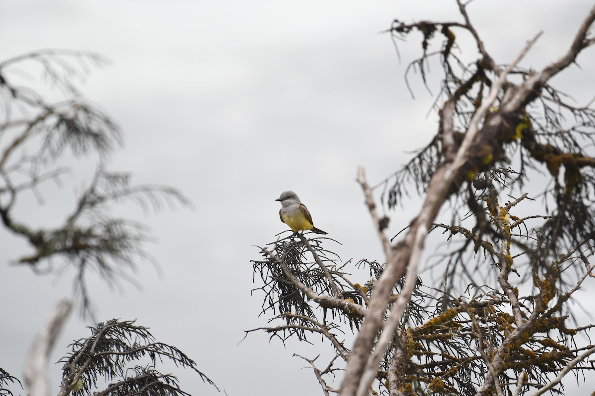 Western Kingbird - ML645222635