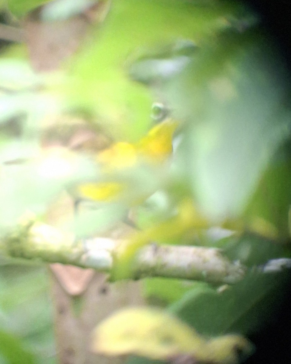 Yellow-breasted Chat - ML645222640