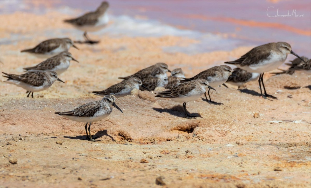 Broad-billed Sandpiper - ML645222644