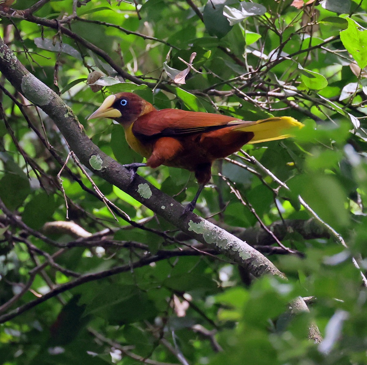 Casqued Cacique - ML645222664