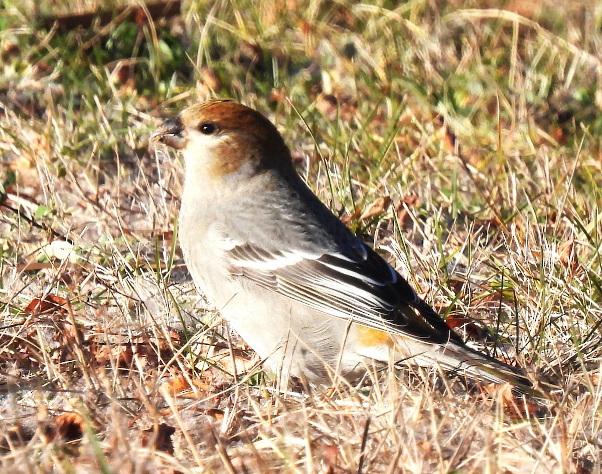 Ciuffolotto delle pinete - ML645222670