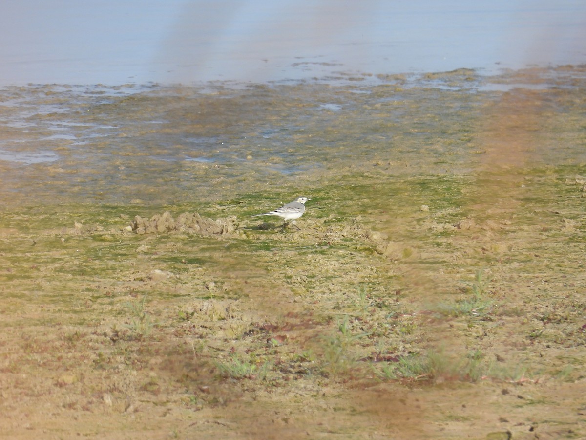 White Wagtail - ML645222691