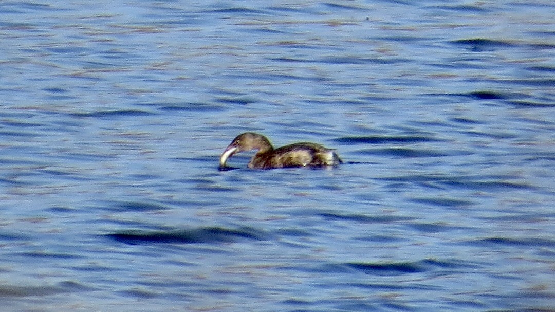 Pied-billed Grebe - ML645222692