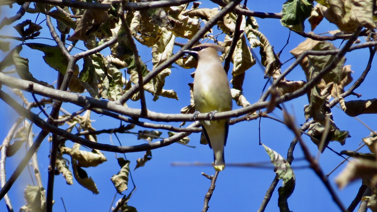 Cedar Waxwing - ML645222719