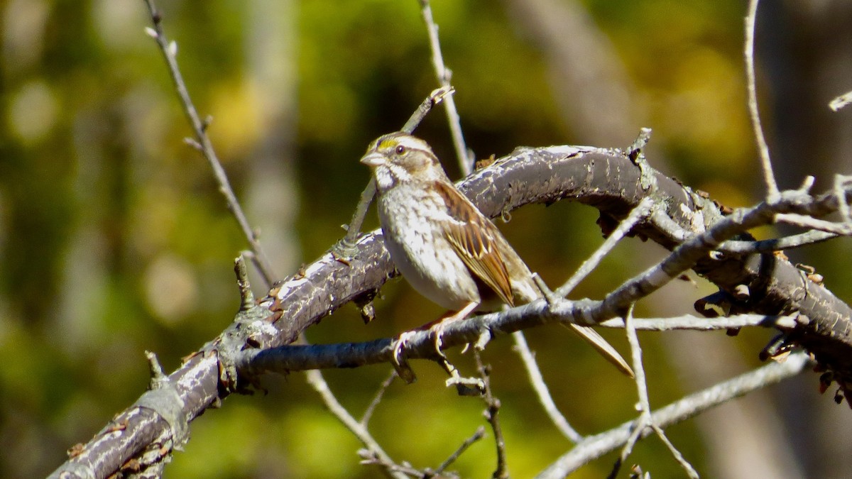 White-throated Sparrow - ML645222723