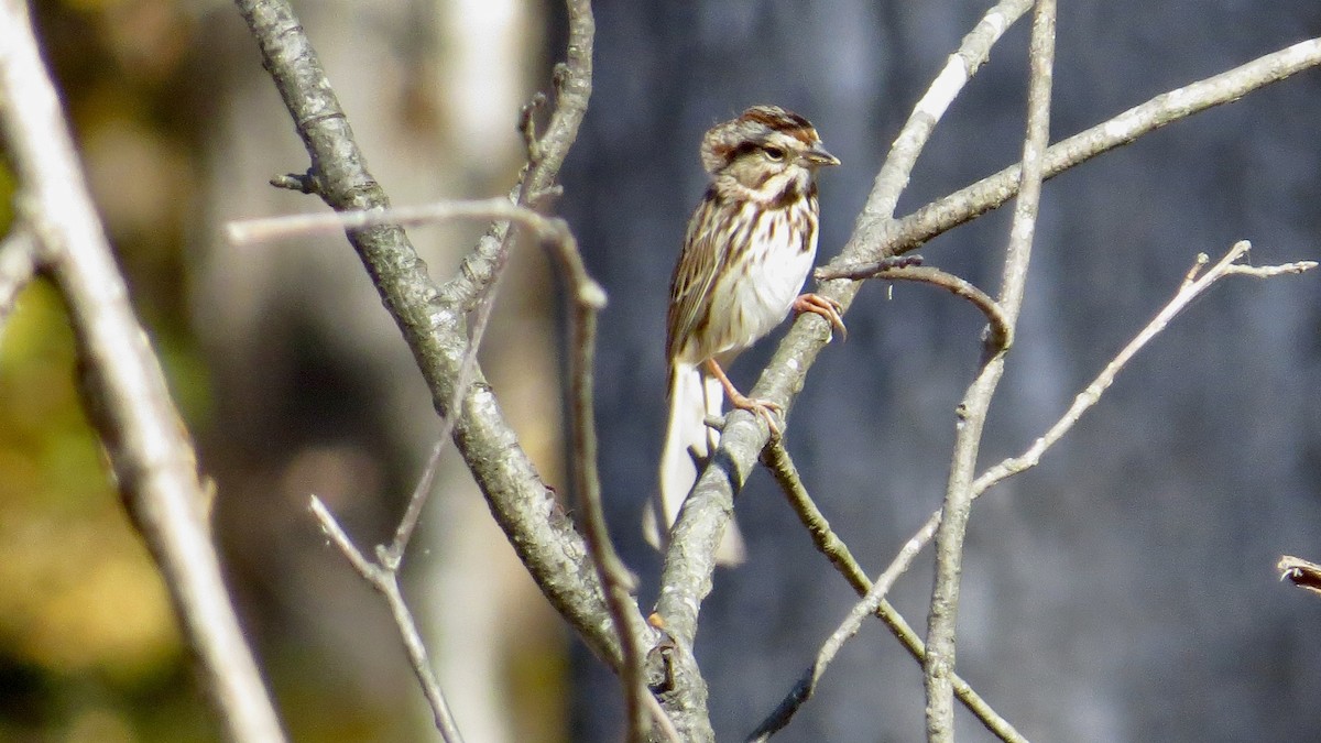 Song Sparrow - ML645222741