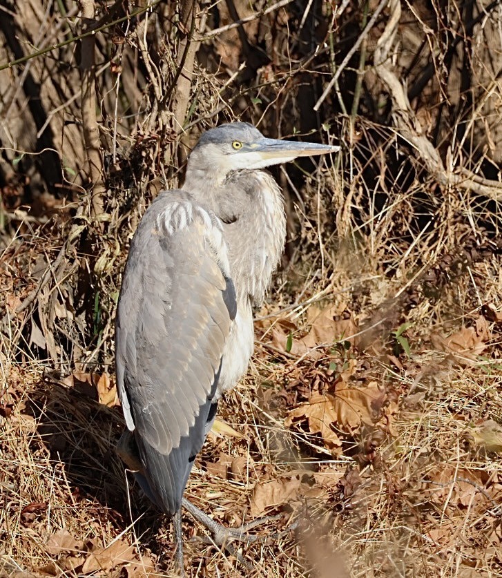 Great Blue Heron - ML645222746