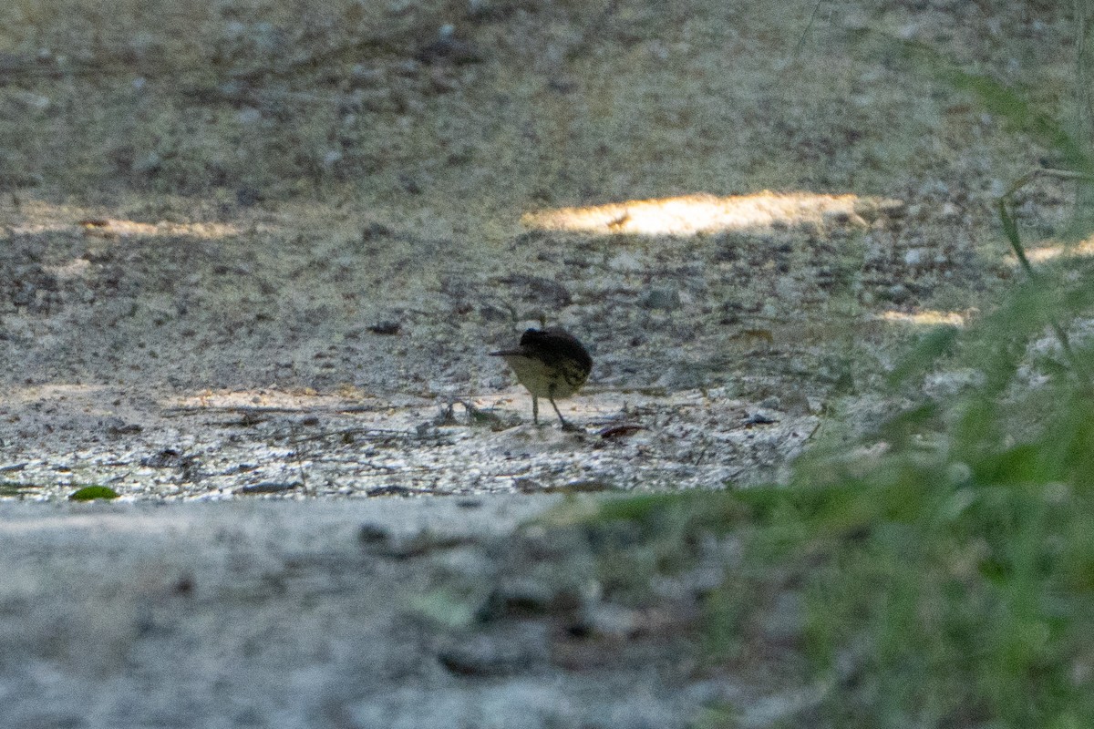 Northern Waterthrush - ML645222747
