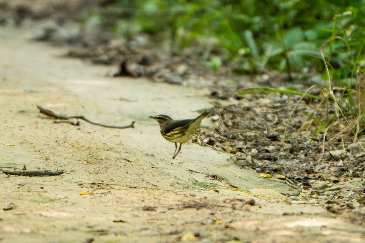 Northern Waterthrush - ML645222748