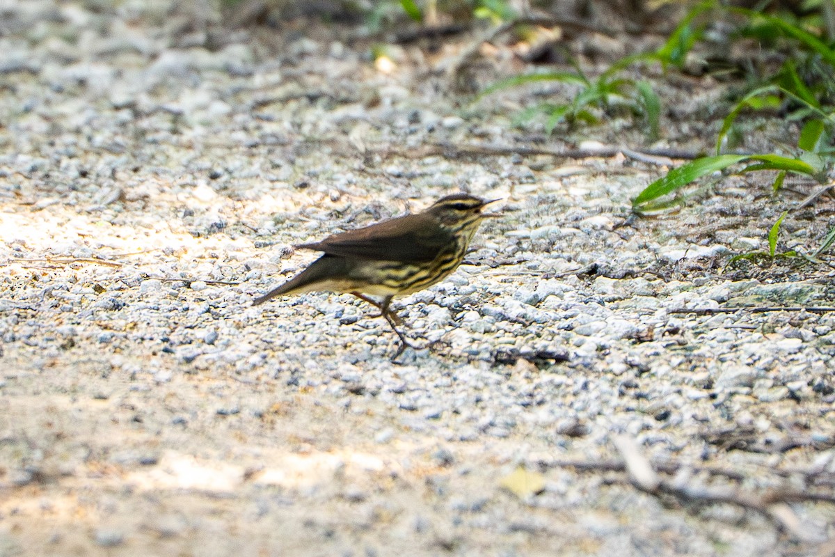 Northern Waterthrush - ML645222749