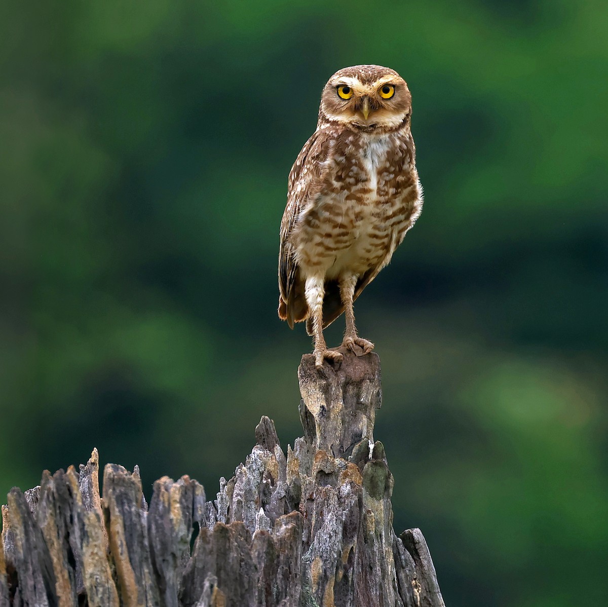 Burrowing Owl - ML645222750