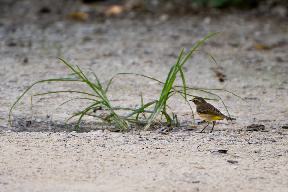 Palm Warbler - ML645222752