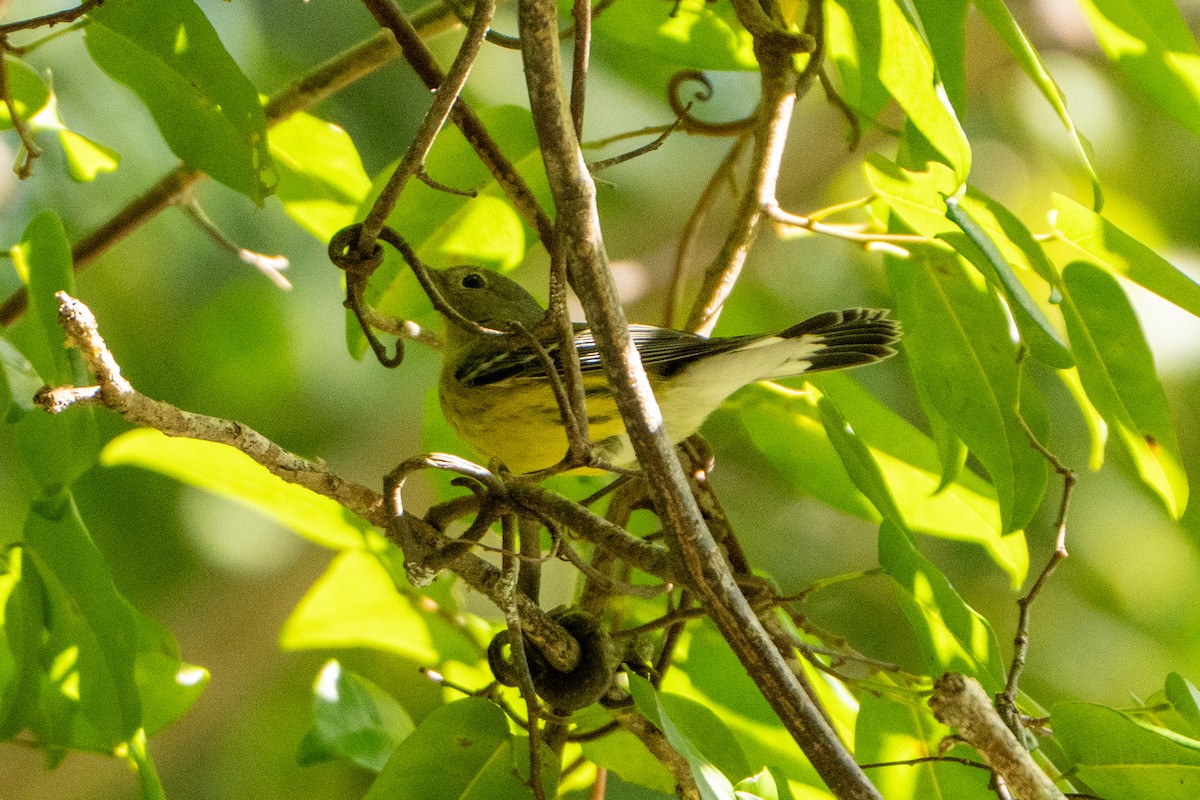 Magnolia Warbler - ML645222758