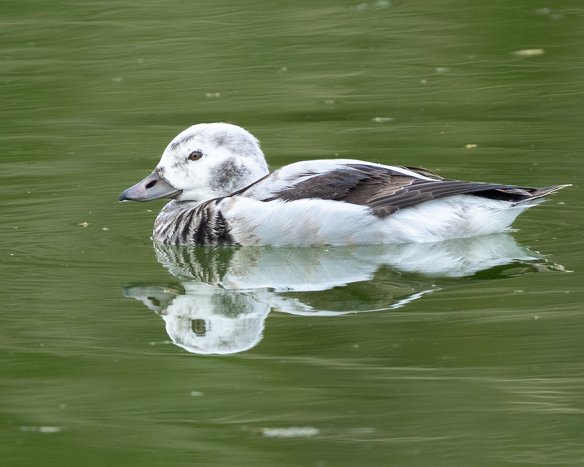 Long-tailed Duck - ML645222763