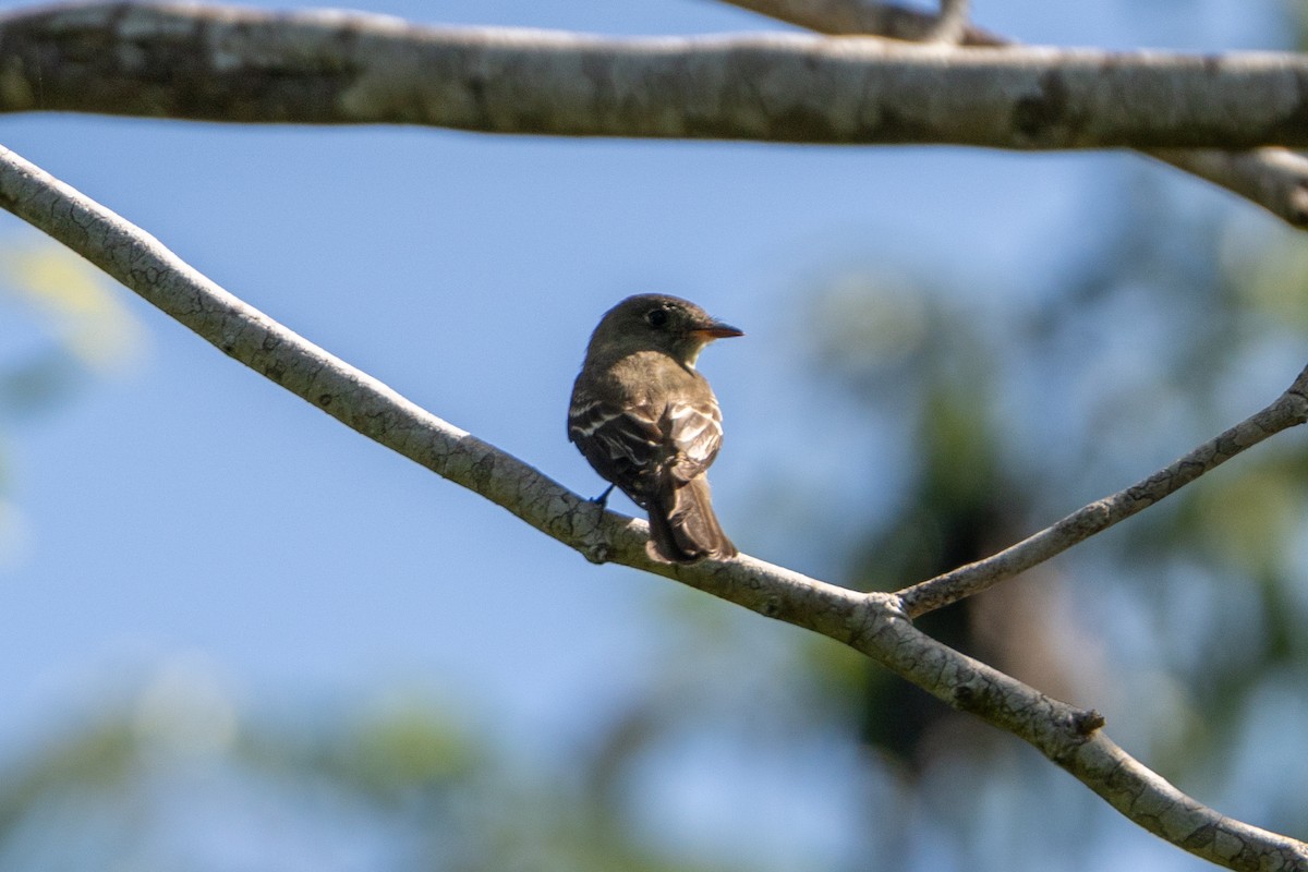 Eastern Wood-Pewee - ML645222764